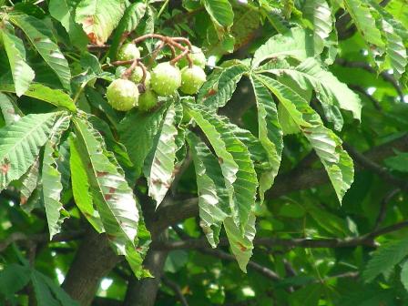 21 - die gute Nachricht - der Kastanienbaum bleibt erhalten